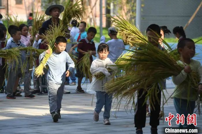 資料圖：小學生們體驗收割水稻。陳超 攝